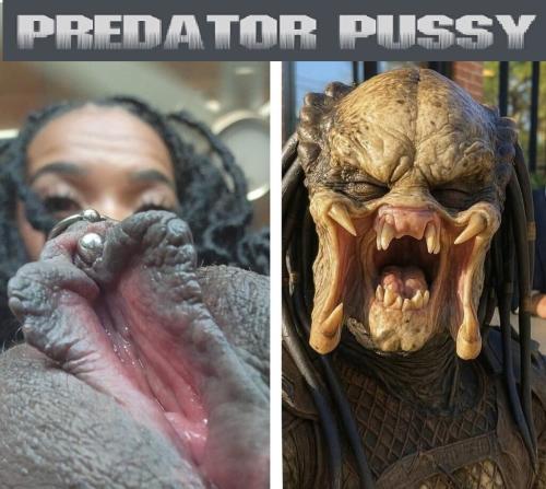 predator pussy