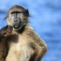 Denver Screw