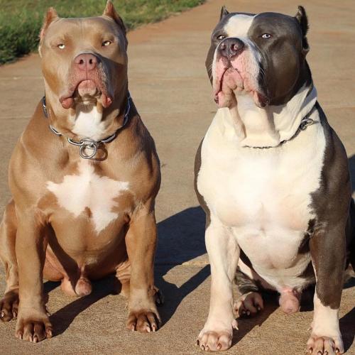 16708390_1026832744088771_2842247471336644468_n