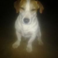 Mayo man